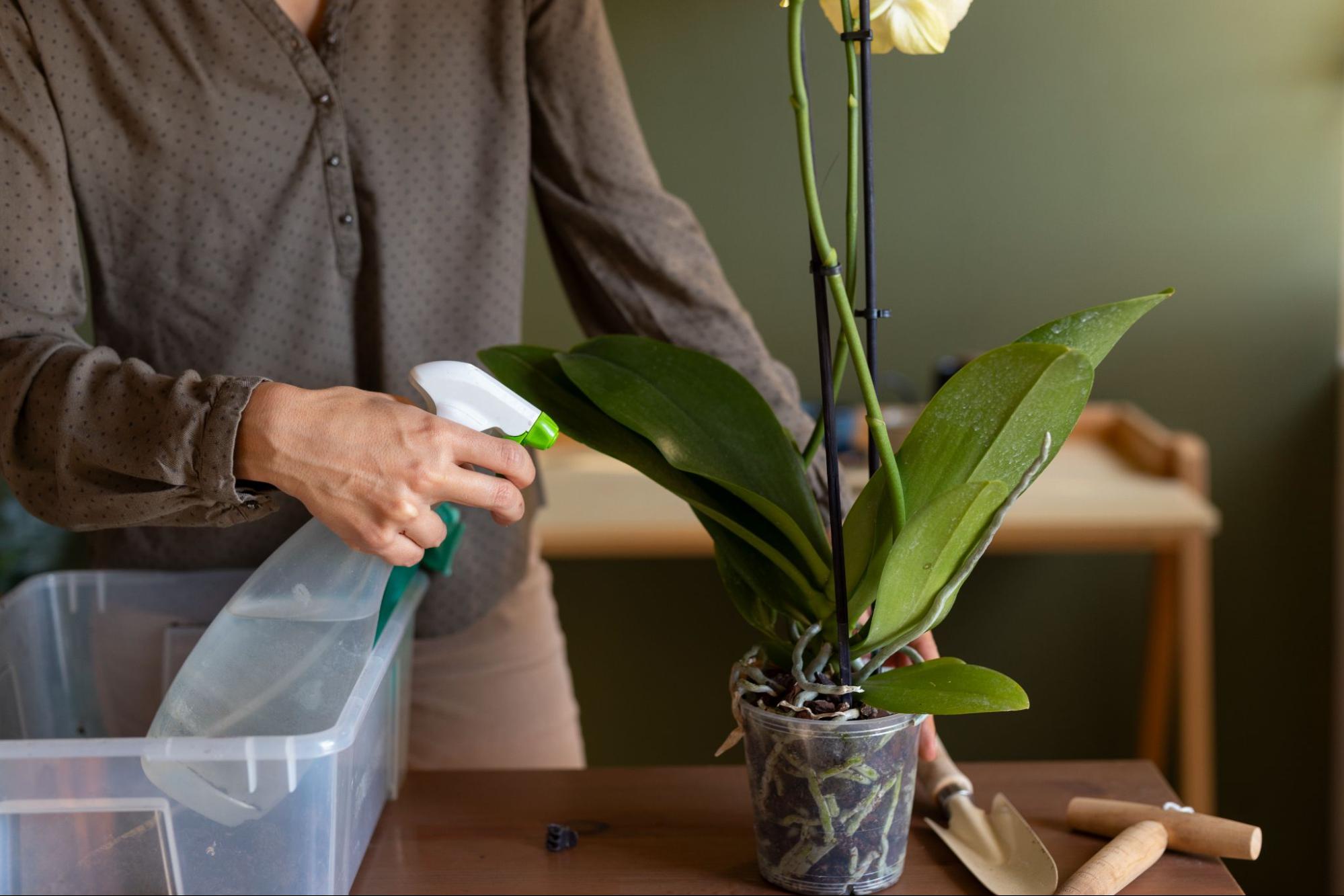 ¿Cómo regar una orquídea? (Guía completa)