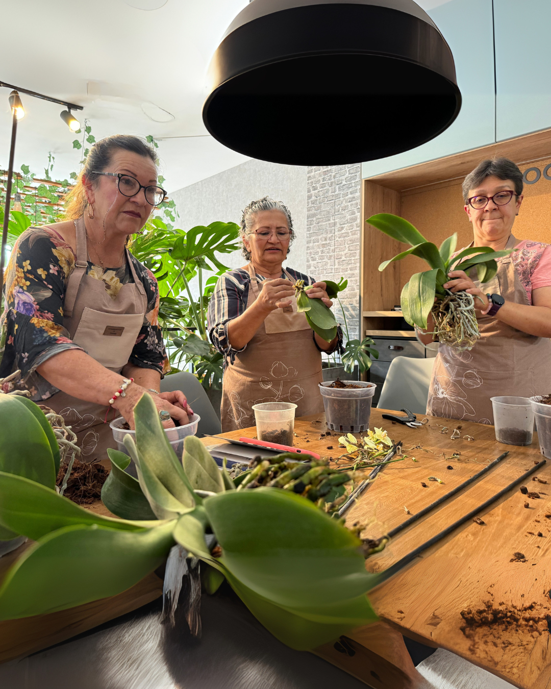 Taller florecer Piante Orquídeas Bogotá