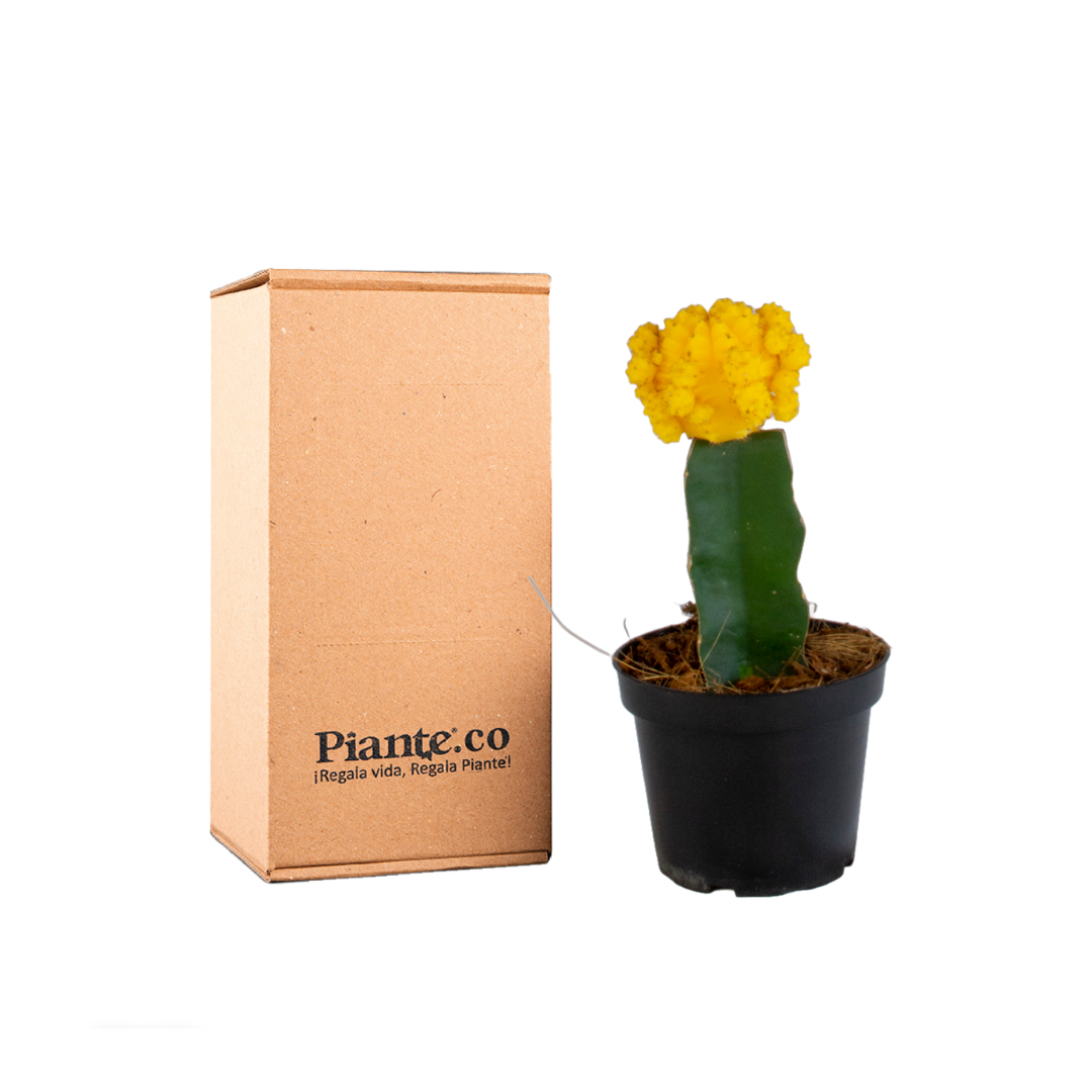 cactus injertos Cactus Injertos P-10 Amarillo – @PIANTECOL