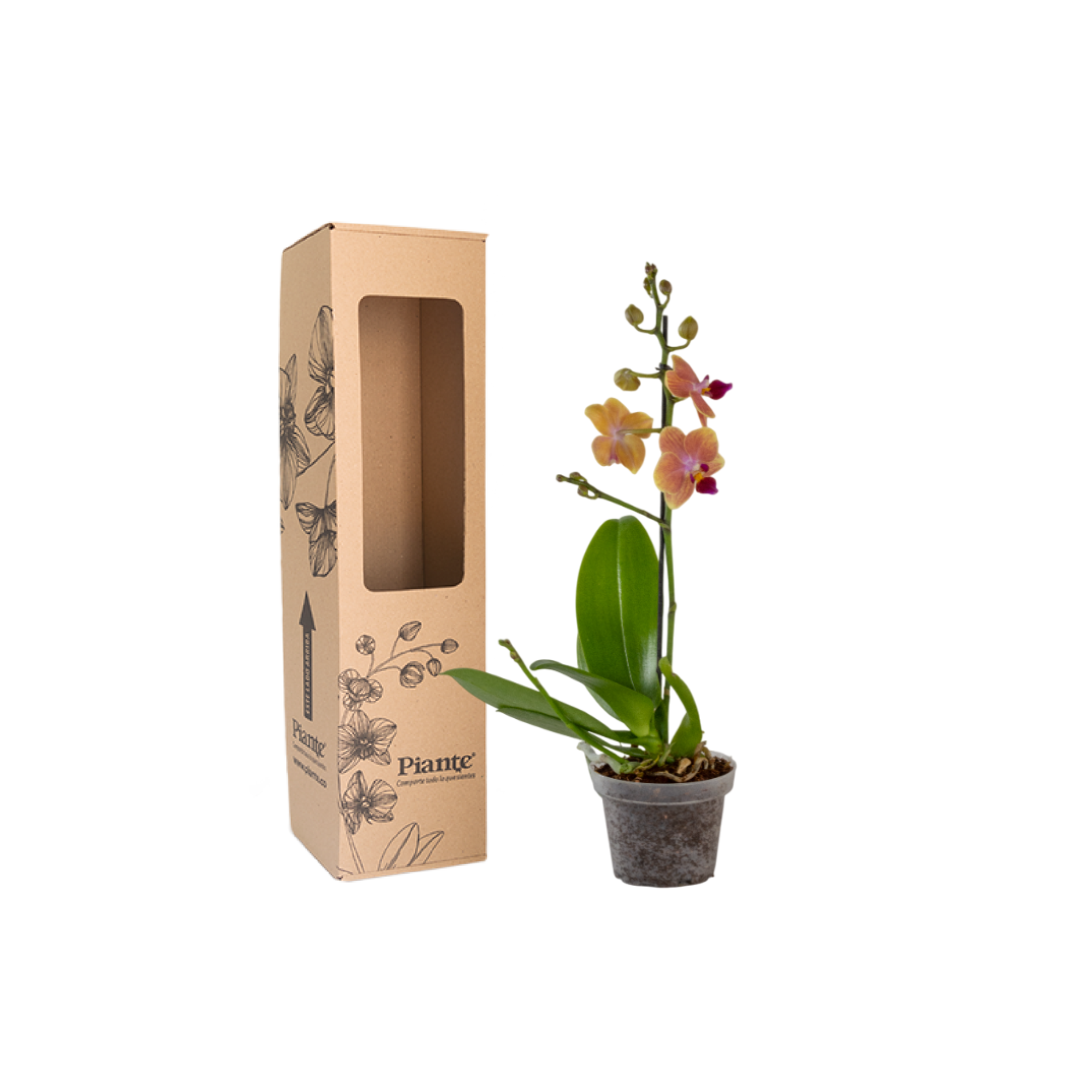 Orquídea Mini Premium Naranja Sogo Jisso
