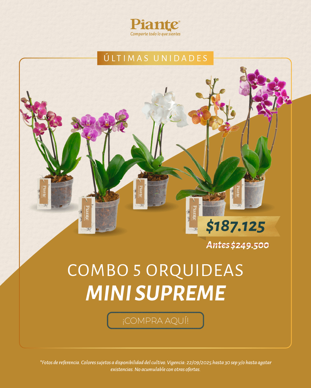 Combo Amix X5 Orquídeas Mini Supreme en Matera de Cultivo.