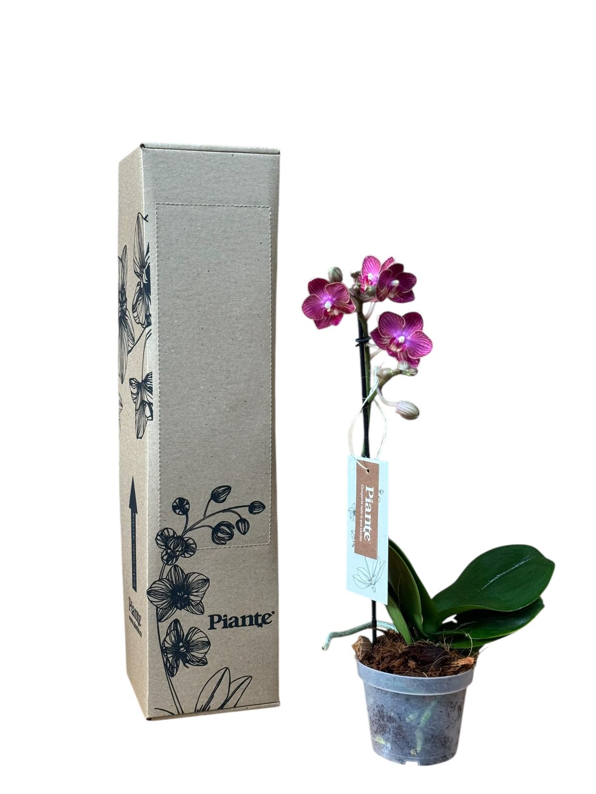 Orquídea Midi Premium Exotica Lola Roja