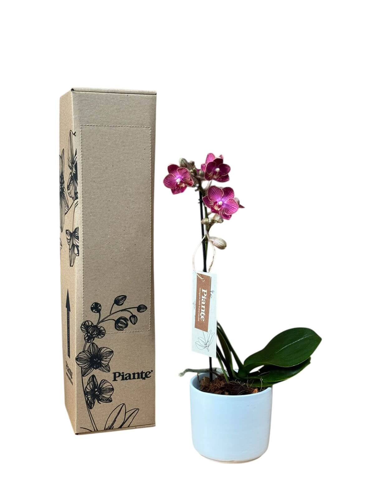 Orquídea Midi Premium Exótica Lola Roja en Matera Cerámica