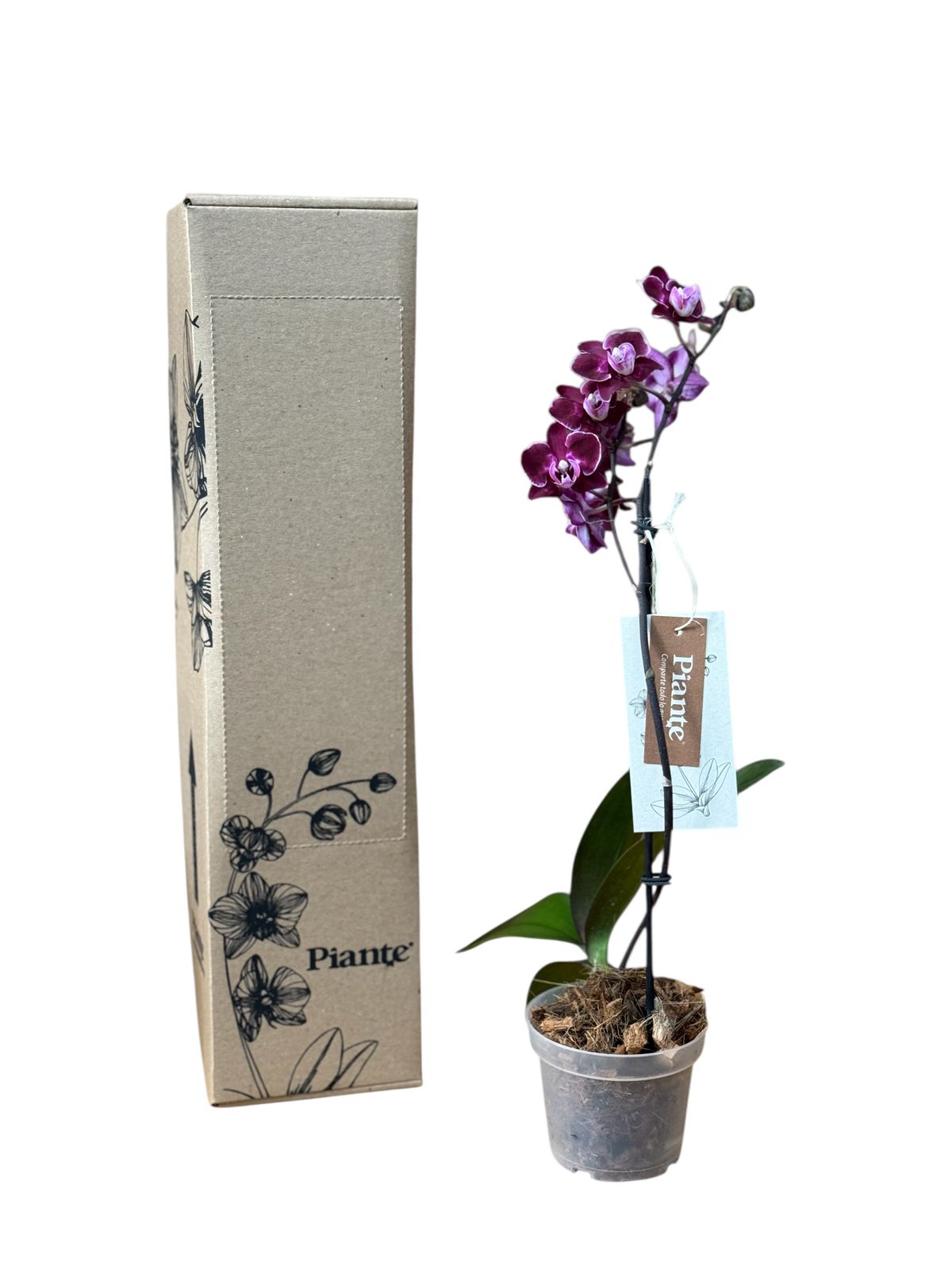 Orquídea Midi PREMIUM Santa Barbara Morado