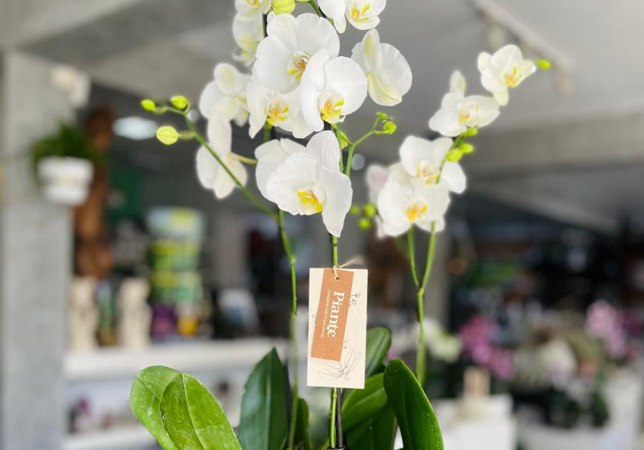 Beneficios de tener una orquídea en casa: significado, energía, colores y dónde colocarla