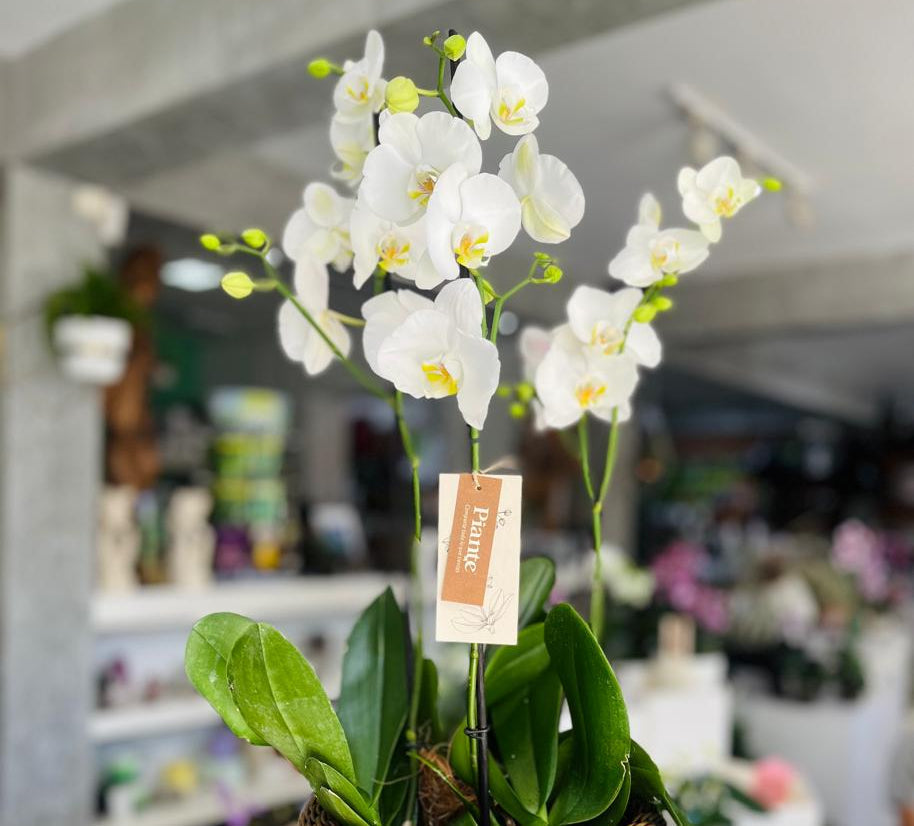 Beneficios de tener una orquídea en casa: significado, energía, colores y dónde colocarla