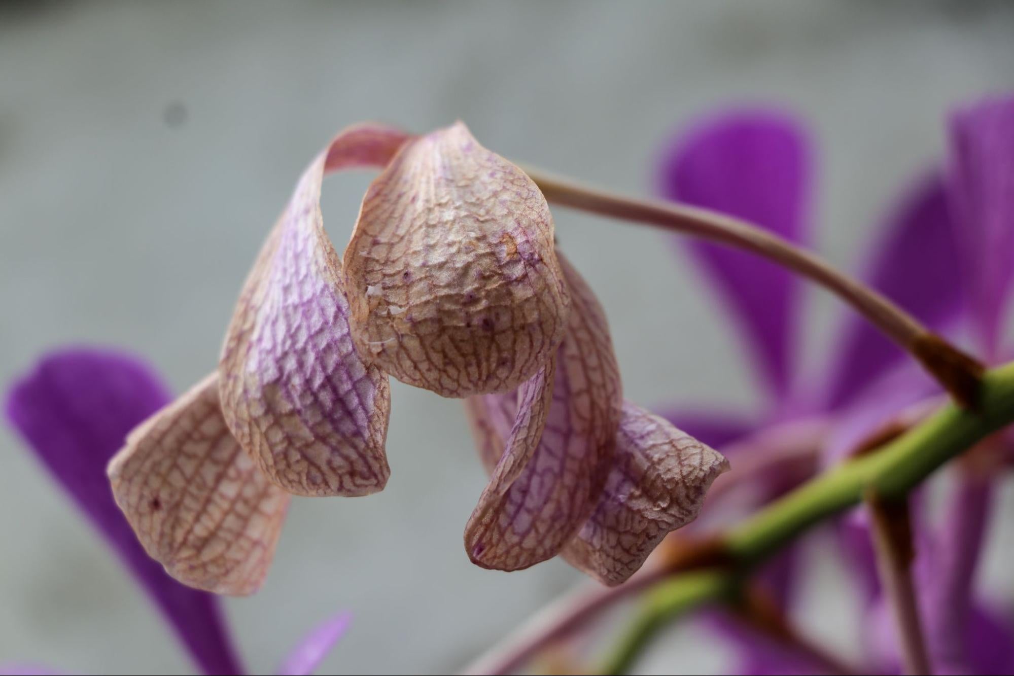 ¿Por qué se caen las flores de mi orquídea y cómo recuperarla?
