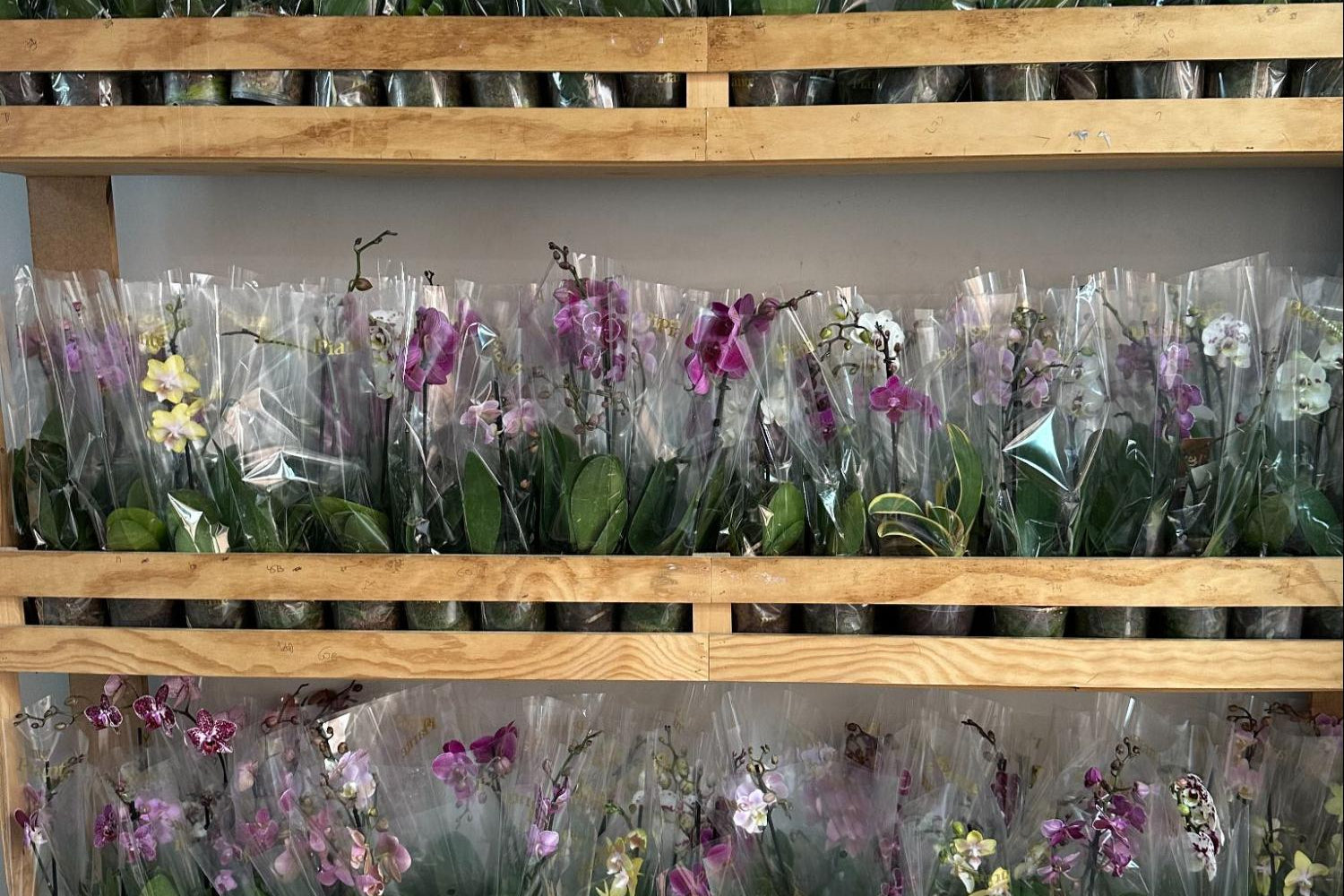 Luz para orquídeas: distancia ideal a la ventana