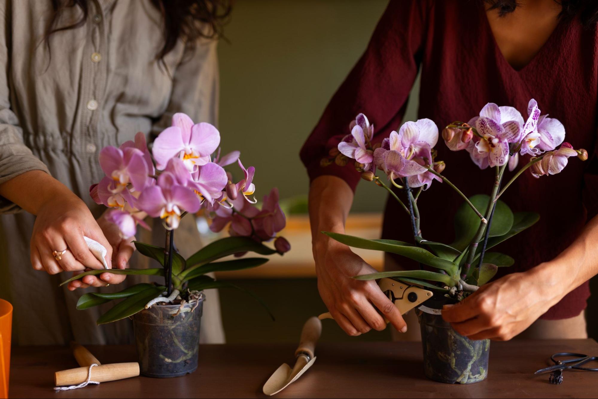 7 errores que dañan tus orquídeas (y cómo aprender a evitarlos)