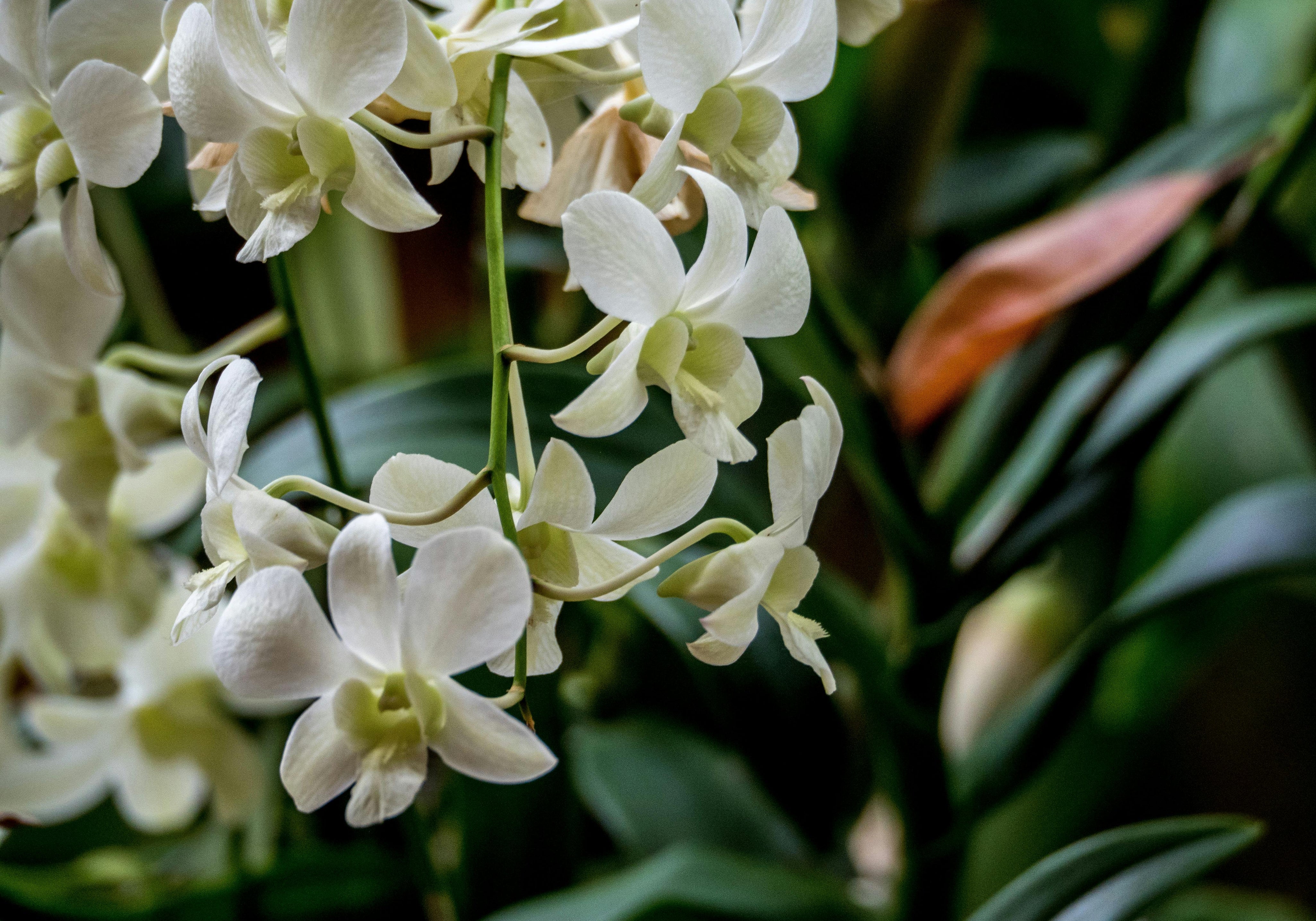 Orquídea Dendrobium: la flor que transforma la oscuridad en luz