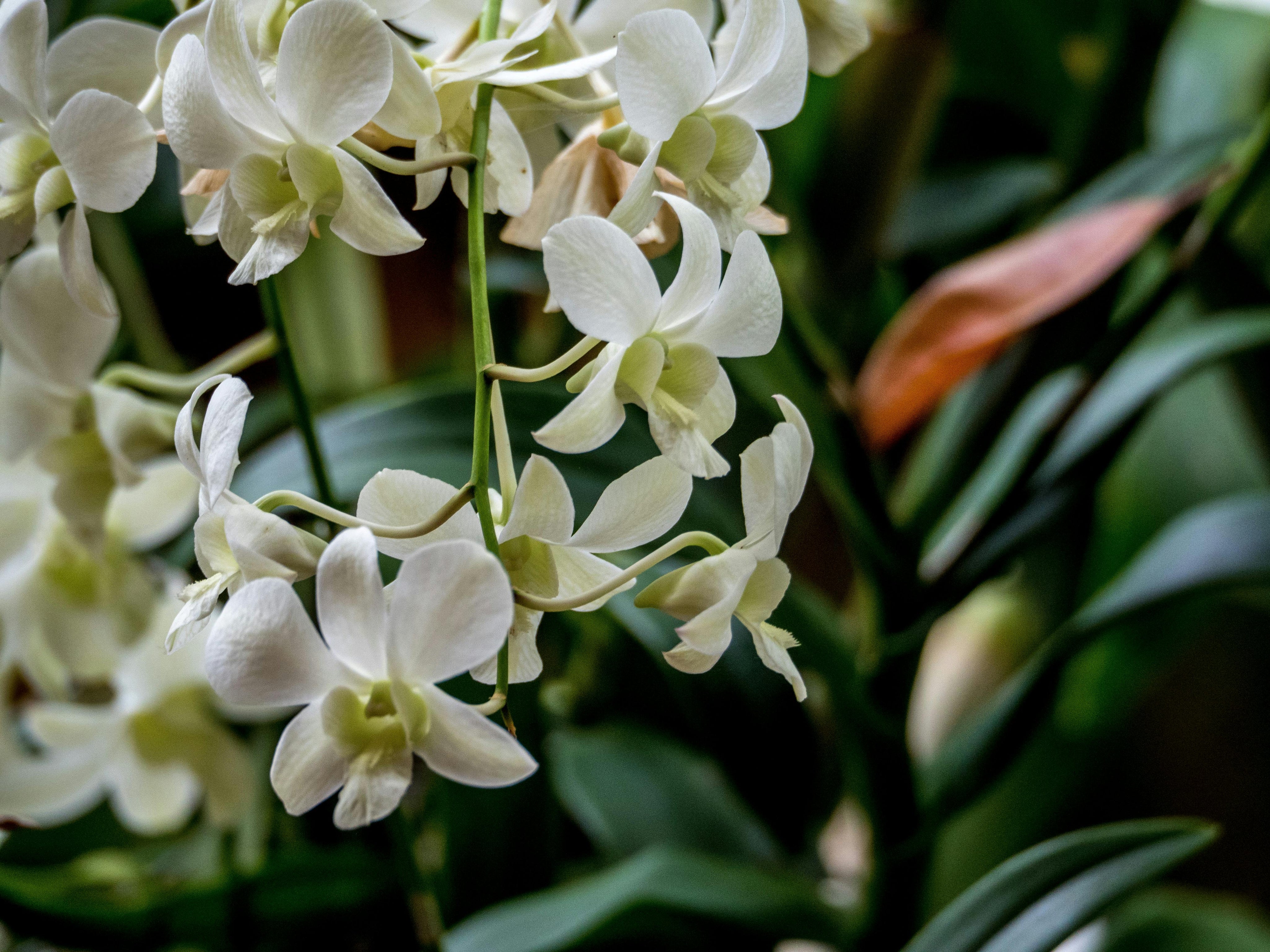 Orquídea Dendrobium: la flor que transforma la oscuridad en luz