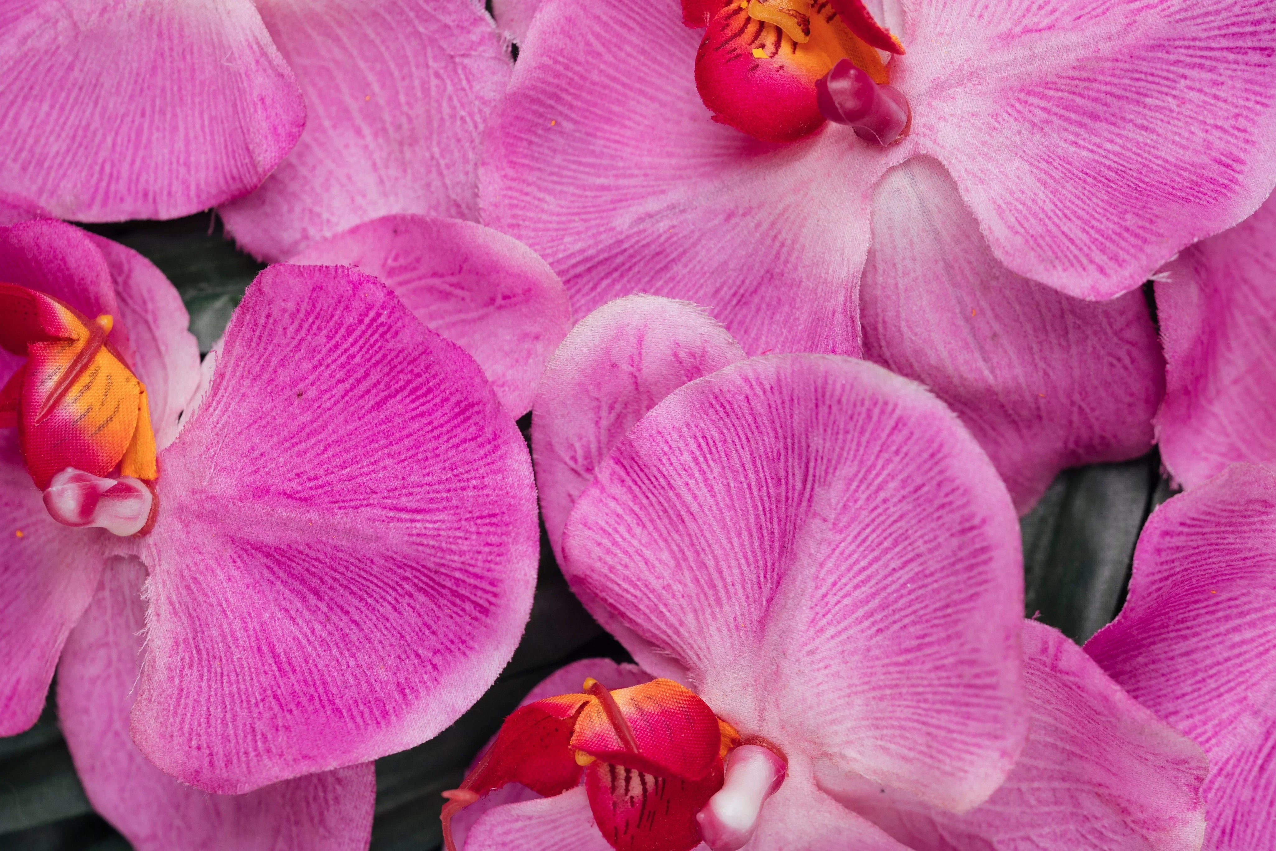 ¿Dónde puedo comprar orquídeas online con envío en Colombia?