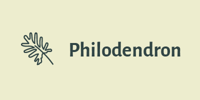 Philodendron Bogotá