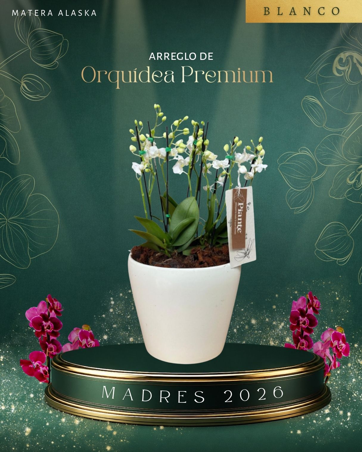 Arreglo Floral de orquideas minis premium Blancas en matera Alaska