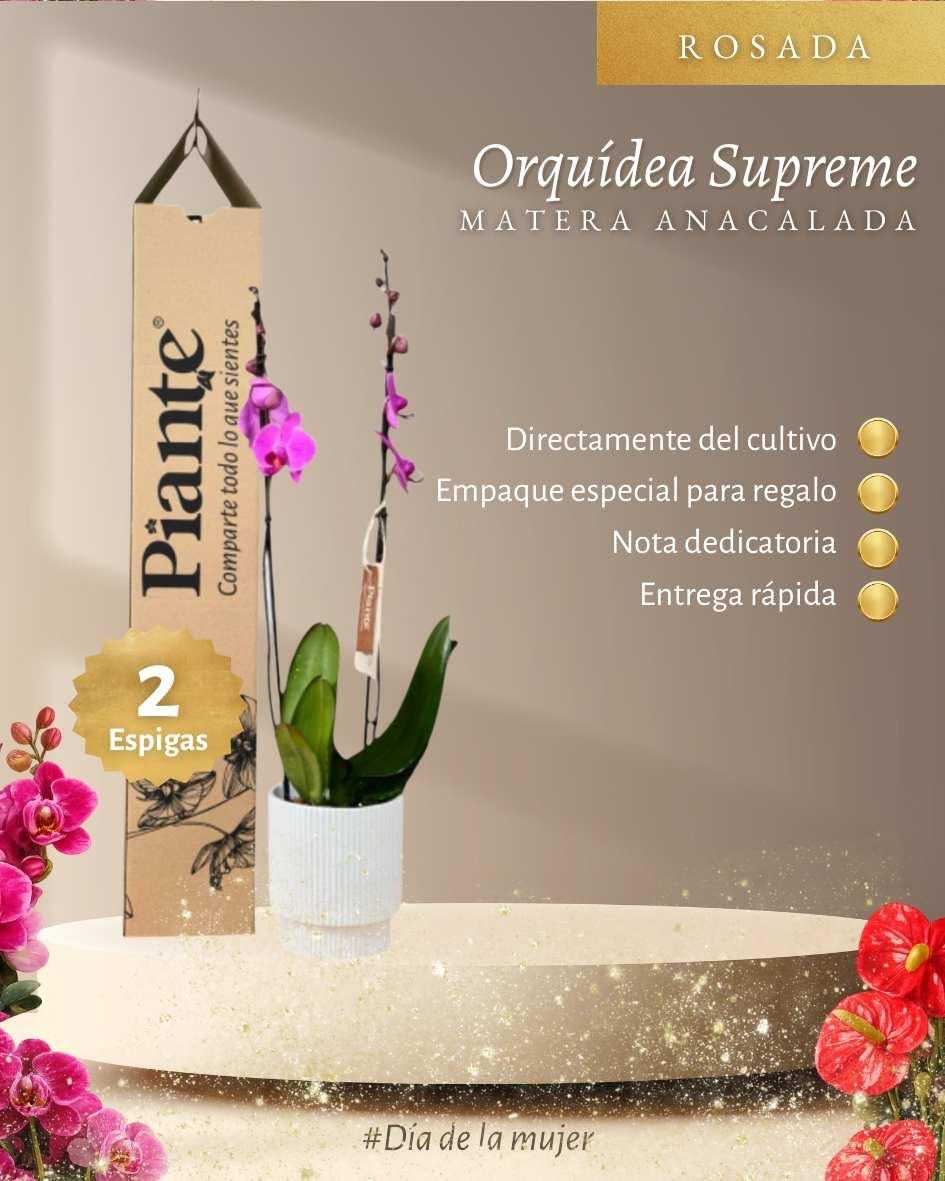Orquídea Grandi Supreme Washintong en Matera Acanalada