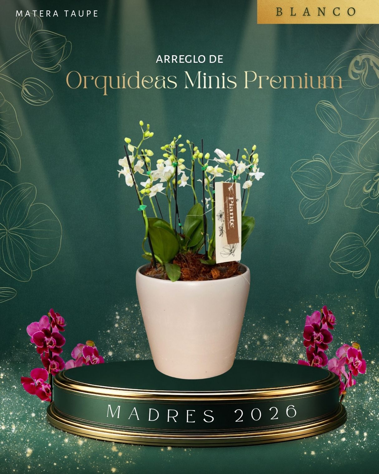 Arreglo Floral de orquideas minis premium blancas en matera taupe