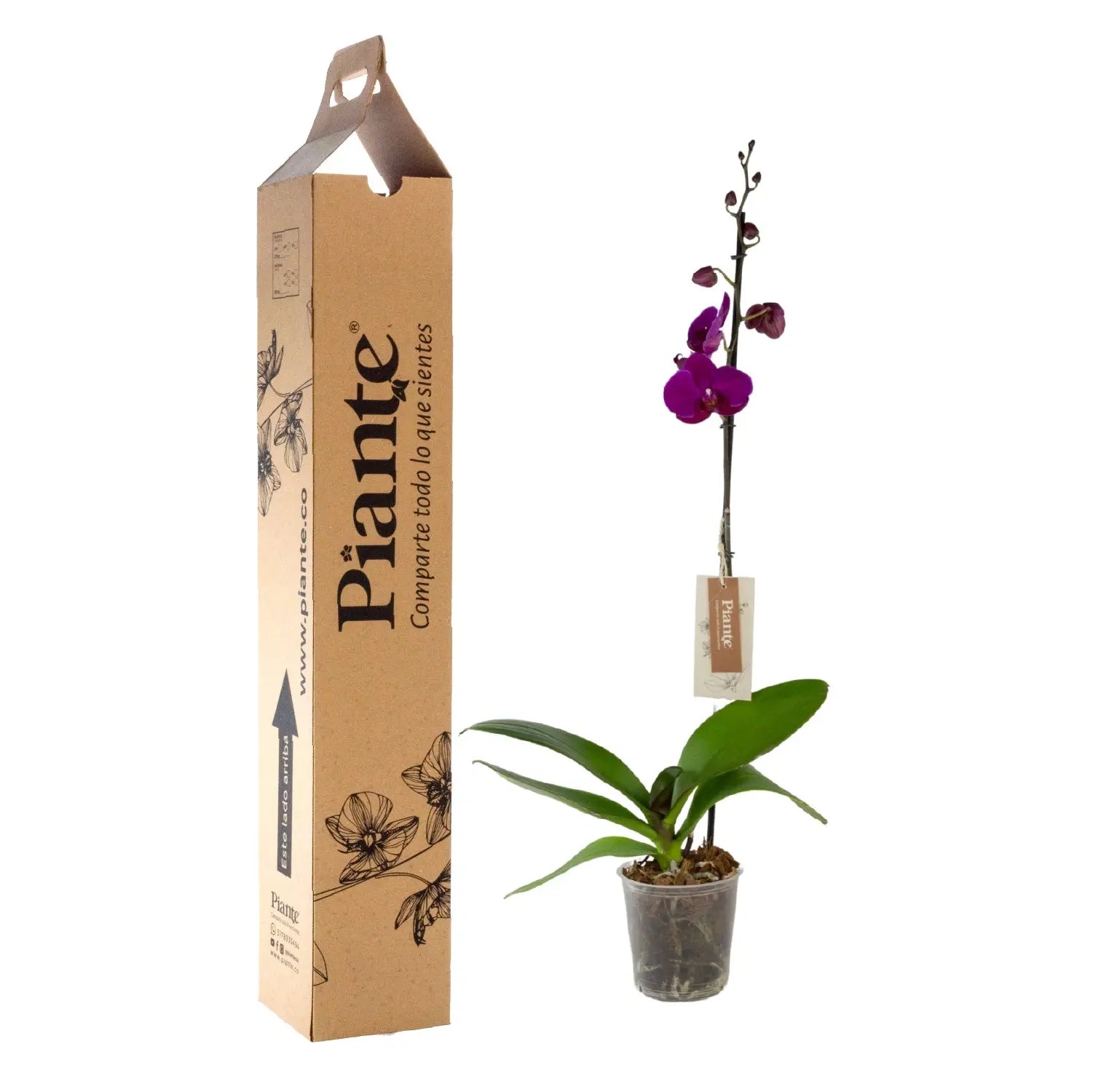 Orquídea Grandi premium MORADO Oudtshoorn