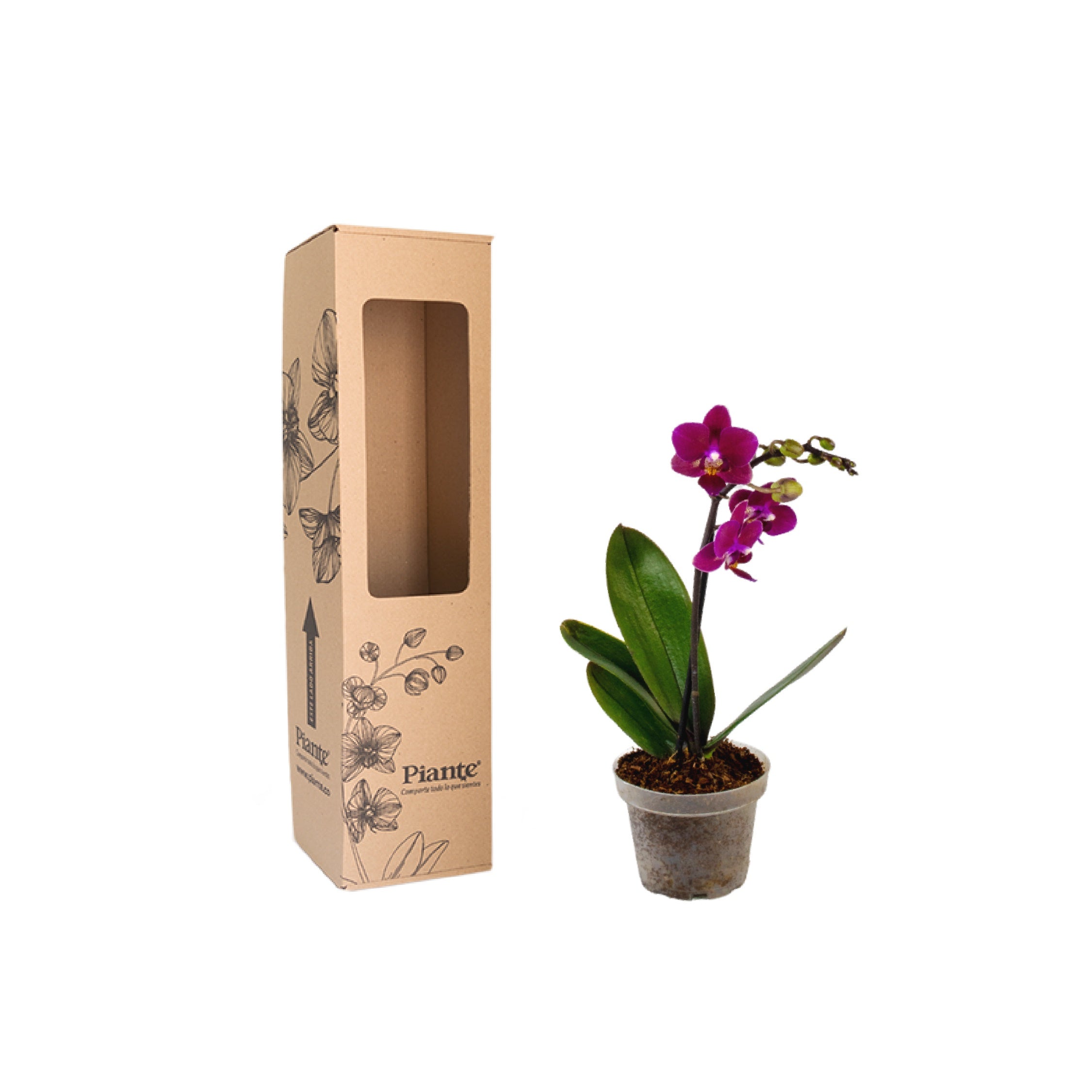 Orquídea Mini PREMIUM ROJO Chamonix