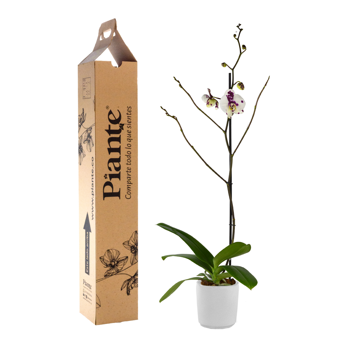 Orquídea Grandi premium EXOTICA Palamos en matera cerámica