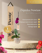 Orquidea Grandi Premium Stellenbosch en Taupe 15