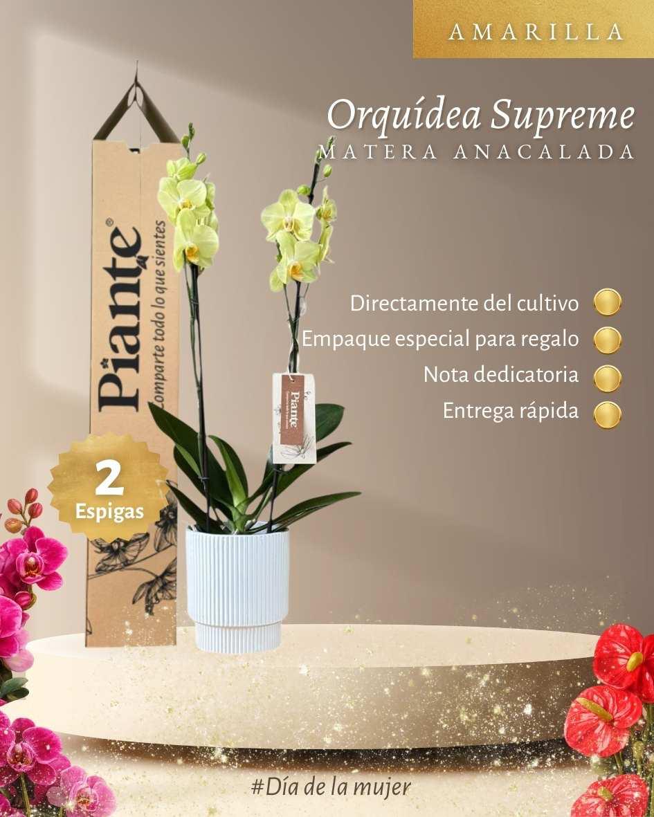 Orquídea Grandi Supreme Volterra en Matera Ceramica Acanalada