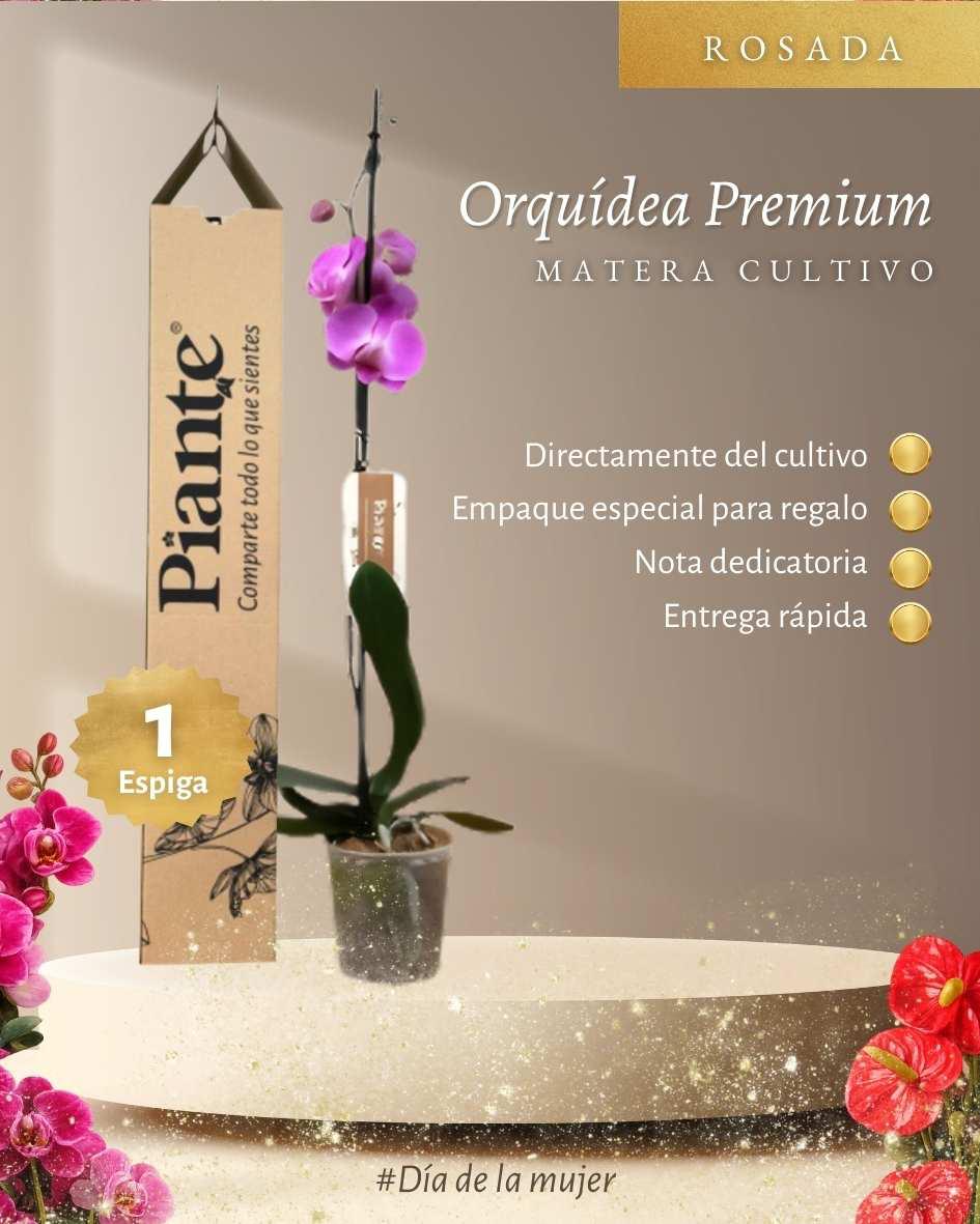 Orquídea Grandi Premium Rosada Tigris