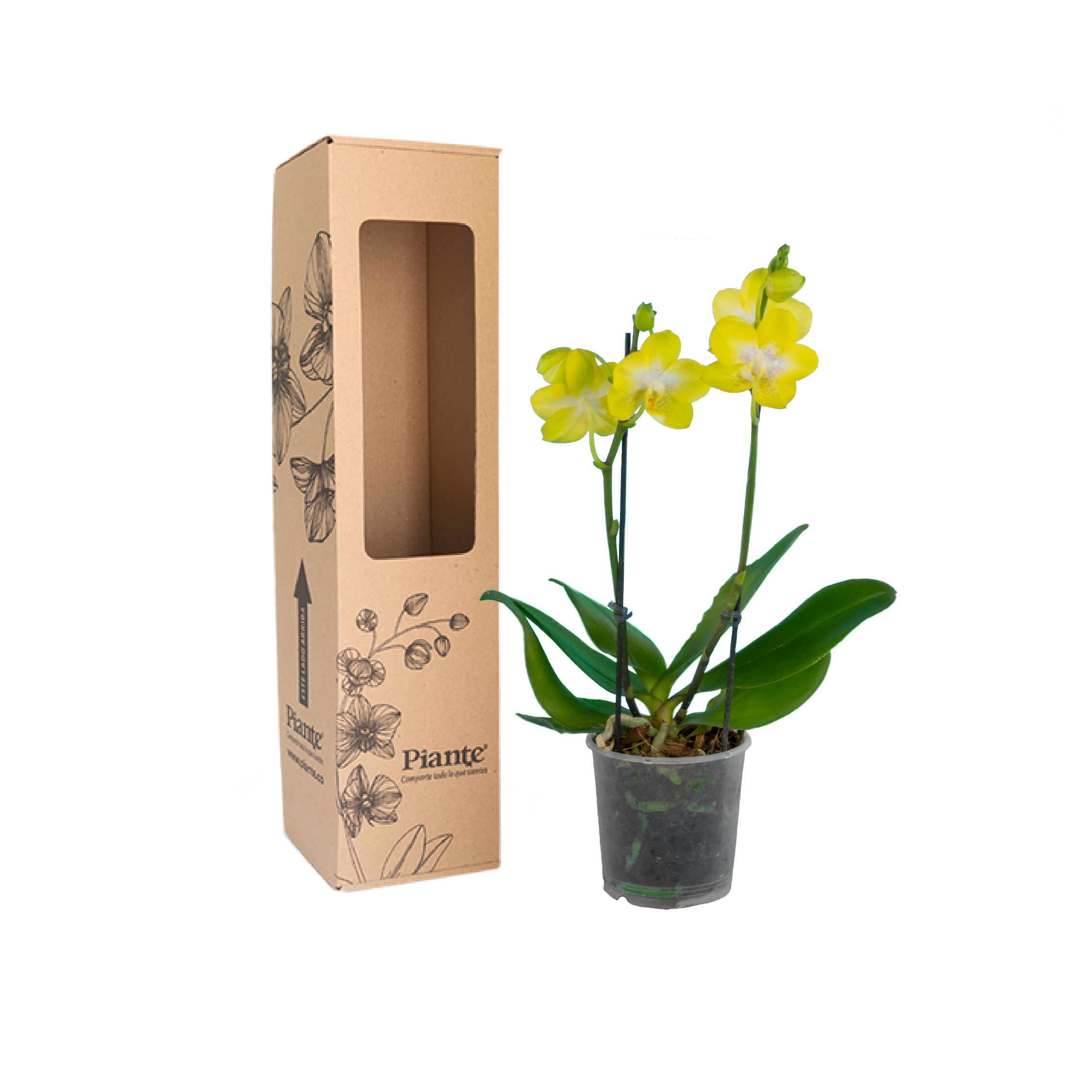 Orquídea Midi Supreme Amarillo  Arezzo