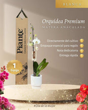 Orquídea Grandi Premium Blanco Leeds en Matera Acanalada