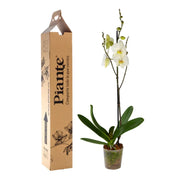 Orquídea Premium Blanca Leeds con empaque exclusivo