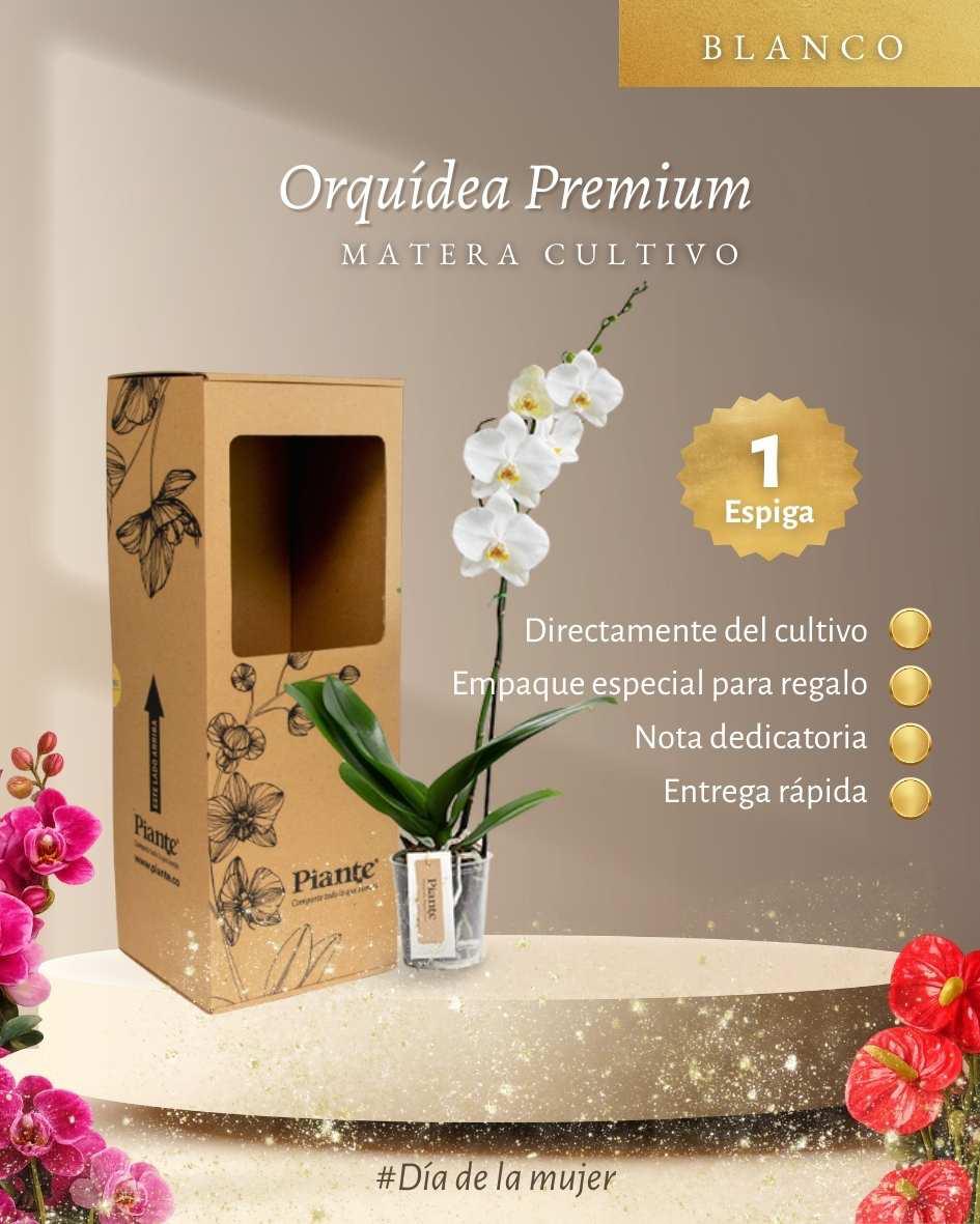Orquídea Grandi premium Blanco Leeds