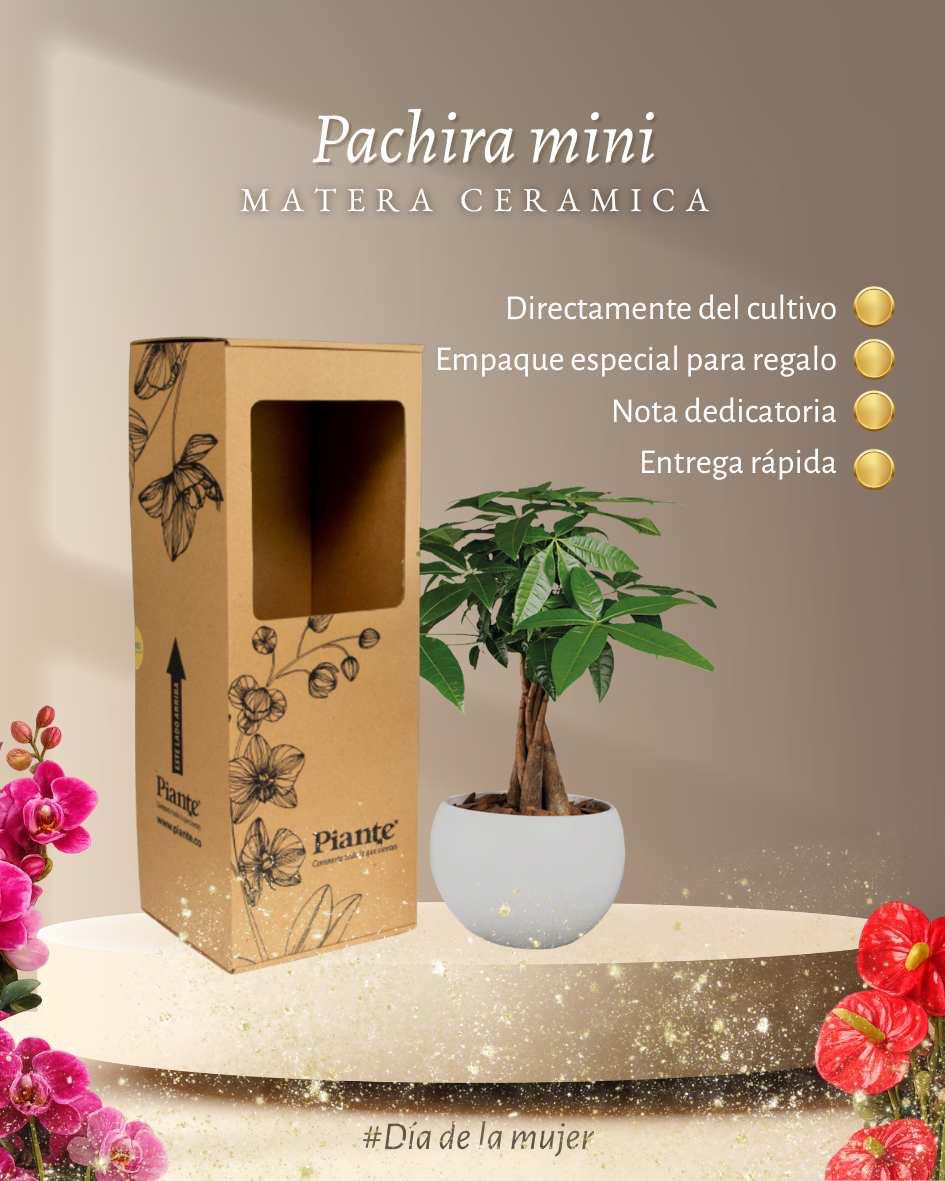 Pachira Acuatica P10 en matera ceramica