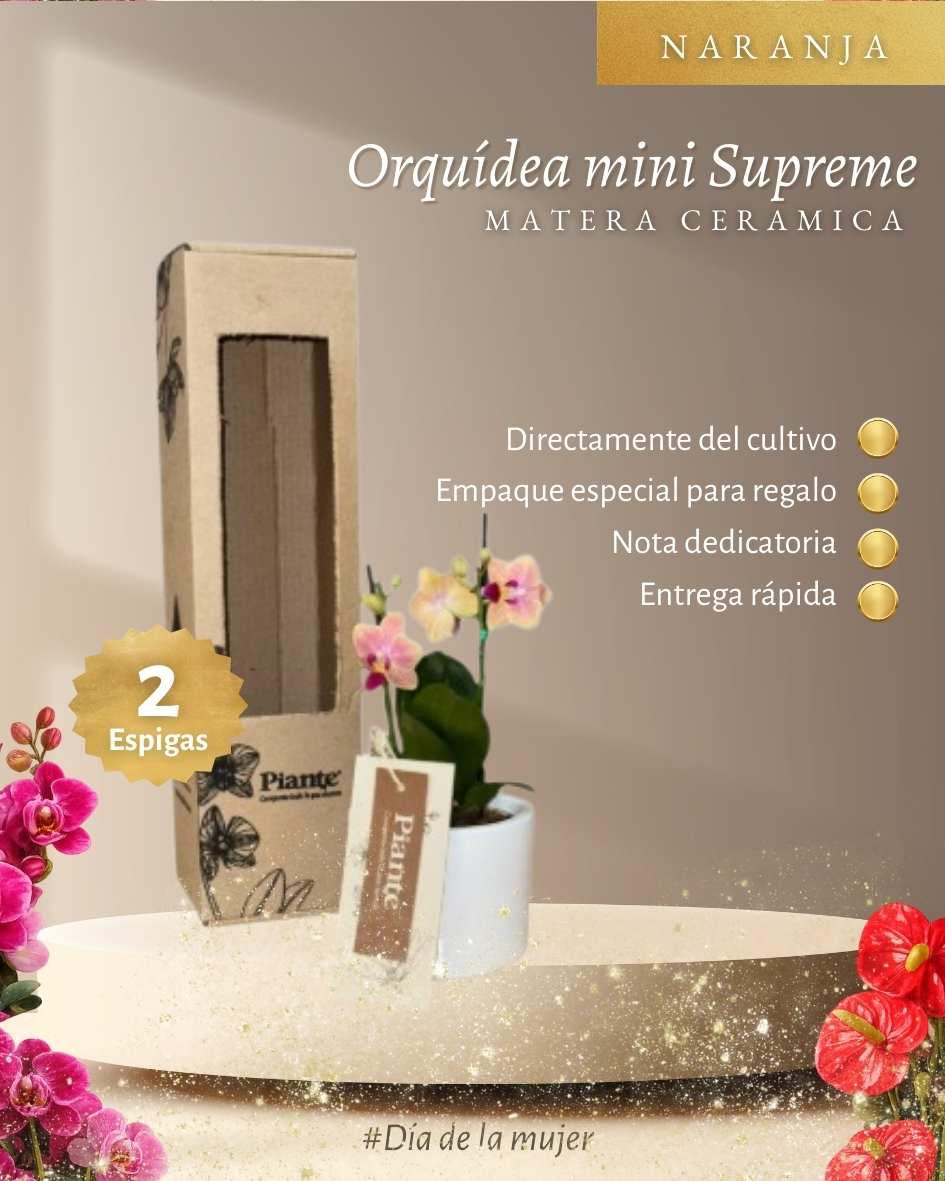 Orquídea Mini Supreme Naranja Sogo Jisso en matera cerámica