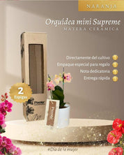 Orquídea Mini Supreme Naranja Sogo Jisso en matera cerámica