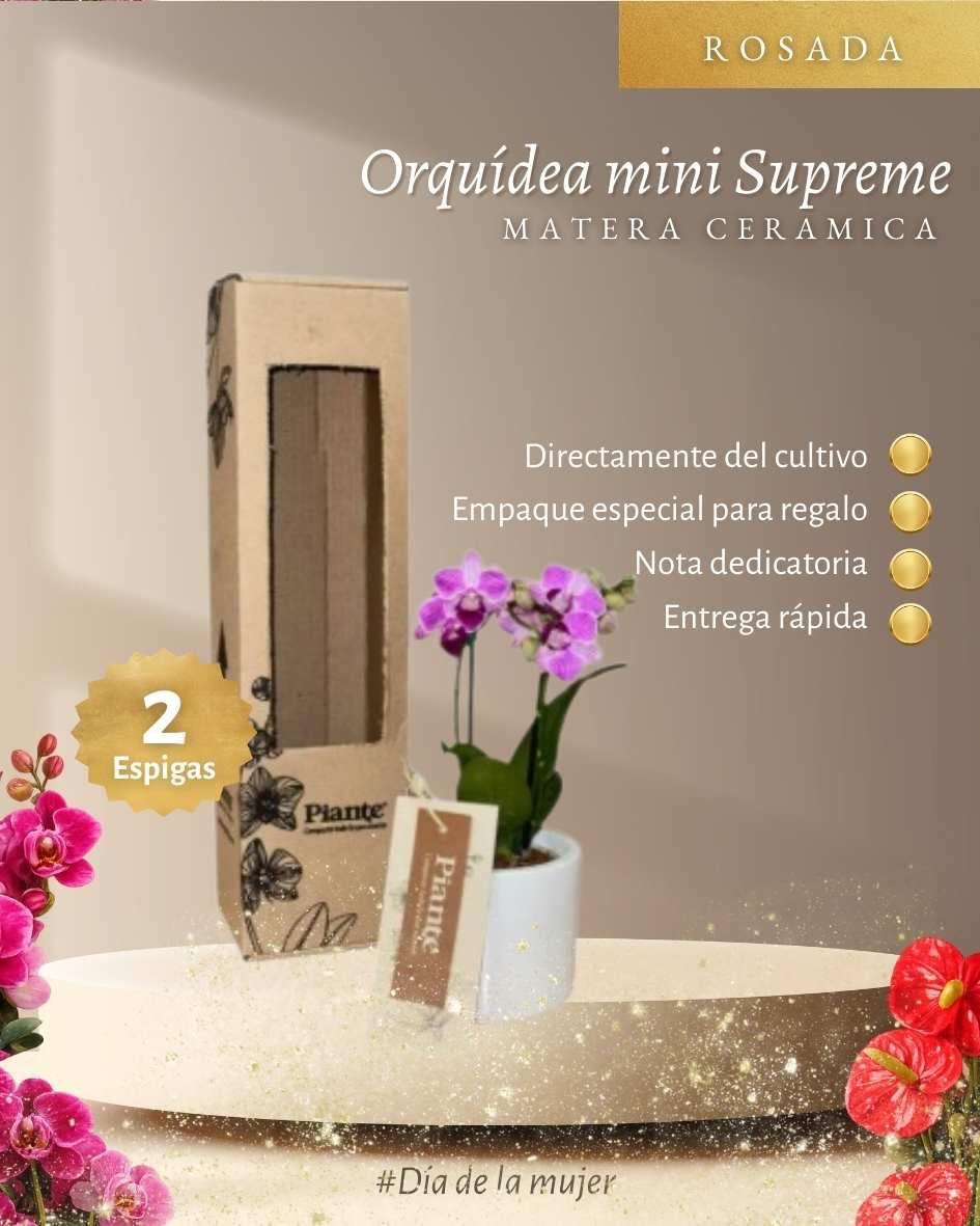 Orquídea Mini Supreme Exotica Salitre en matera cerámica