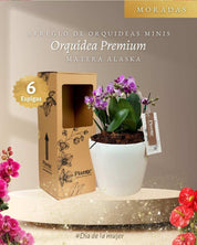 Arreglo Floral de orquideas minis premium moradas salitre en matera Alaska