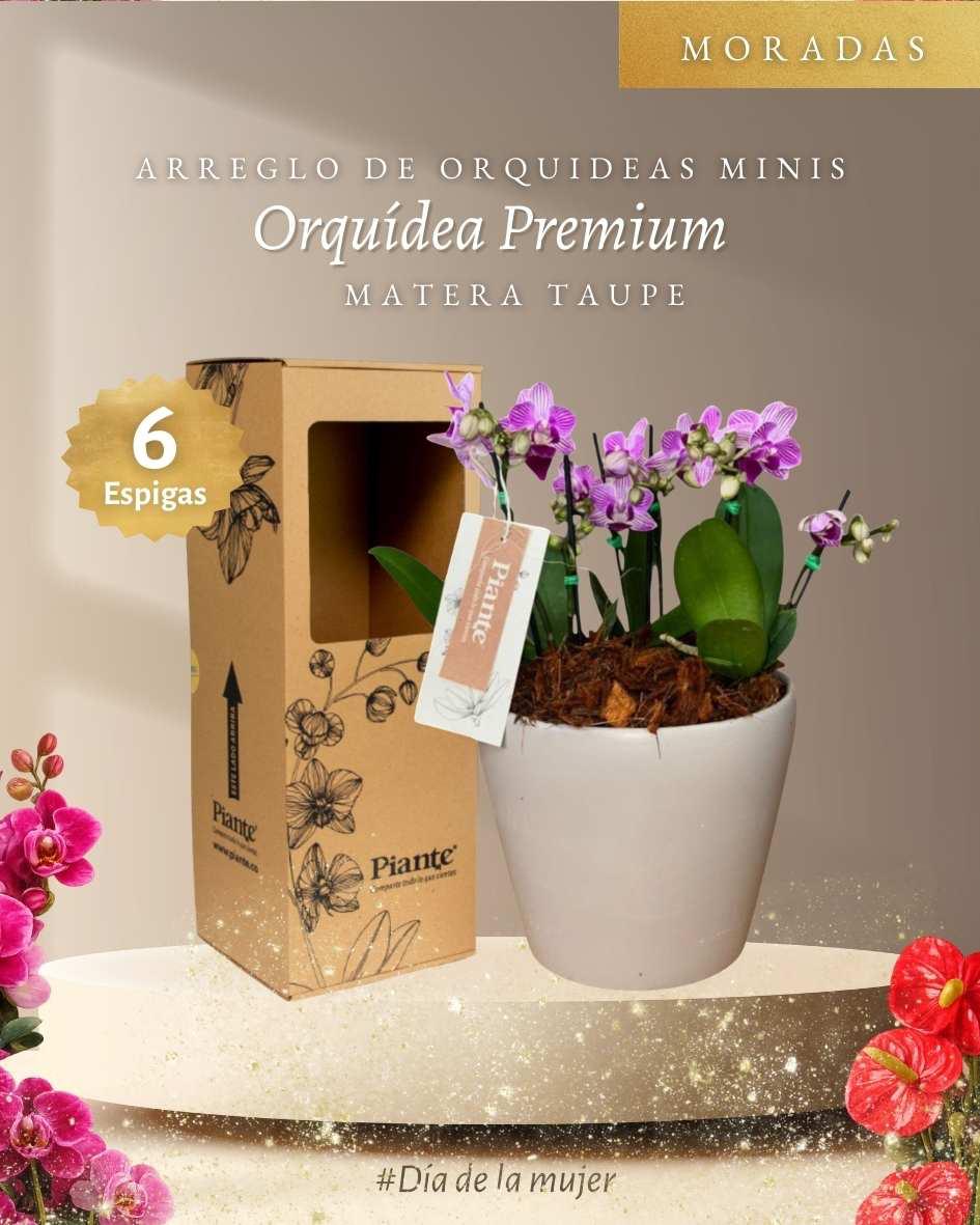Arreglo Floral de orquideas minis supreme moradas salitre en matera taupe