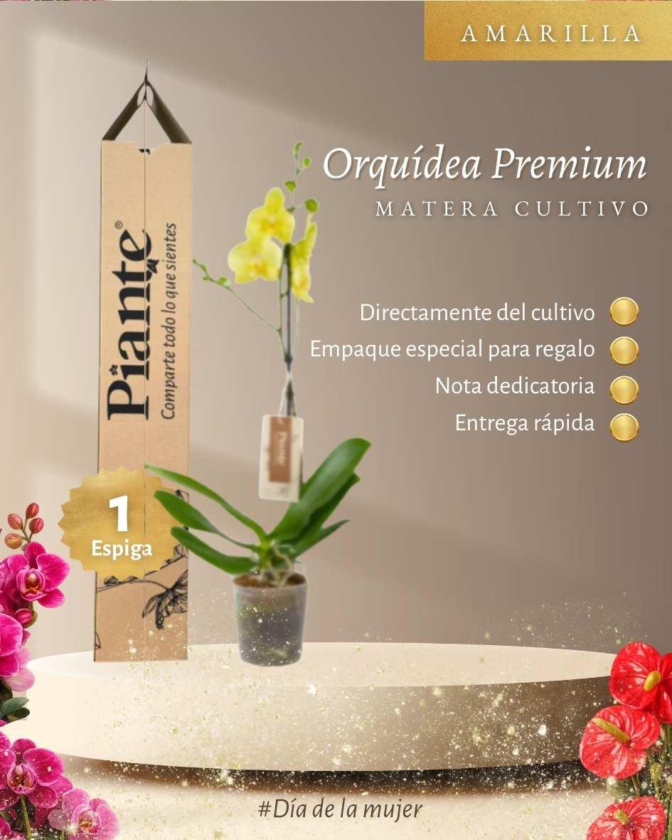 Orquídea Grandi premium AMARILLO Volterra