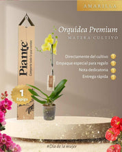 Orquídea Grandi premium AMARILLO Volterra