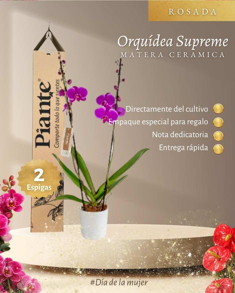 Orquídea Grandi supreme Morado Queenstown en matera cerámica