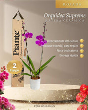 Orquídea Grandi supreme Morado Queenstown en matera cerámica