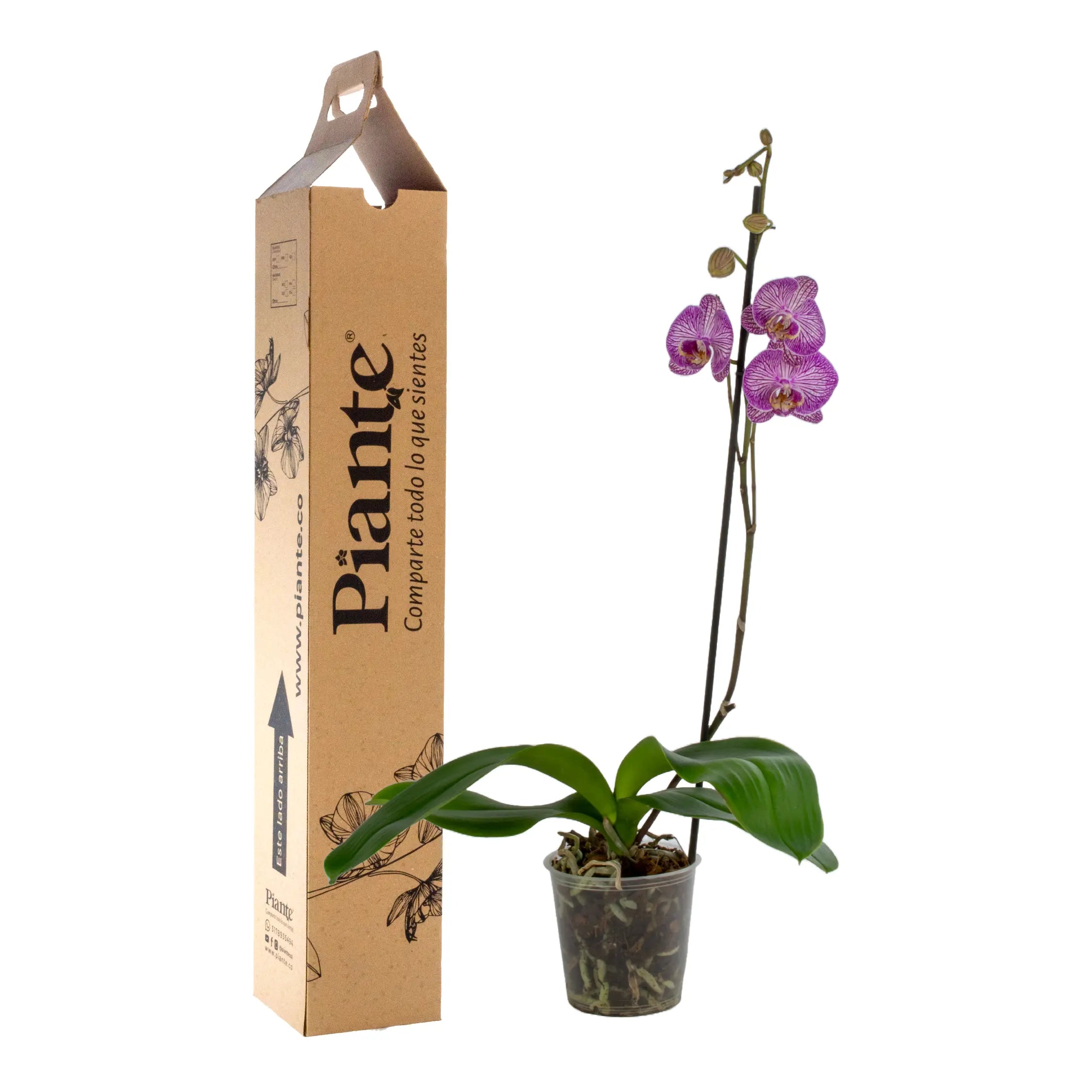 Orquídea Grandi premium Exotica Budapest