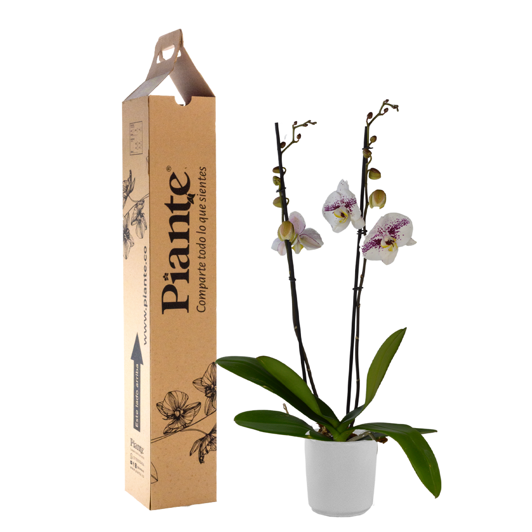Orquídea Grandi supreme EXOTICA Calypso en matera cerámica