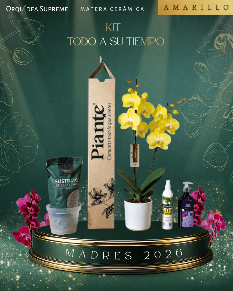 Kit Supreme Amarillo en ceramica / Todo a su tiempo