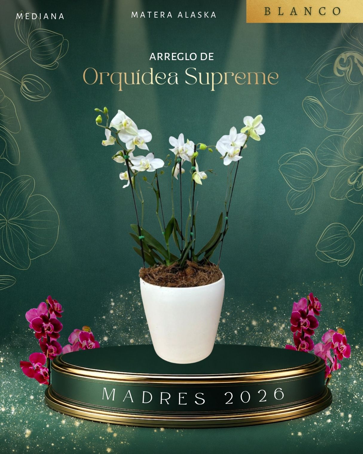 Arreglo de Orquideas Medianas Supreme Blancas en matera Alaska