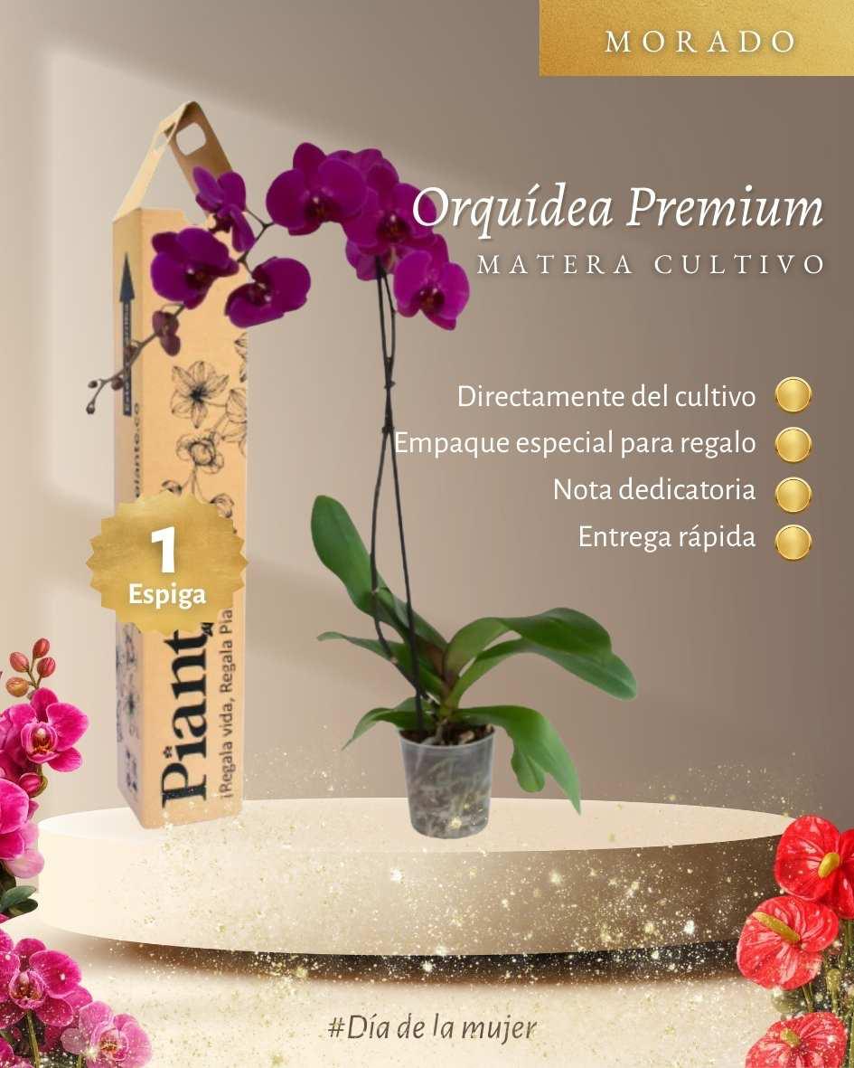 Orquídea Grandi  Premium Morada Queenstown