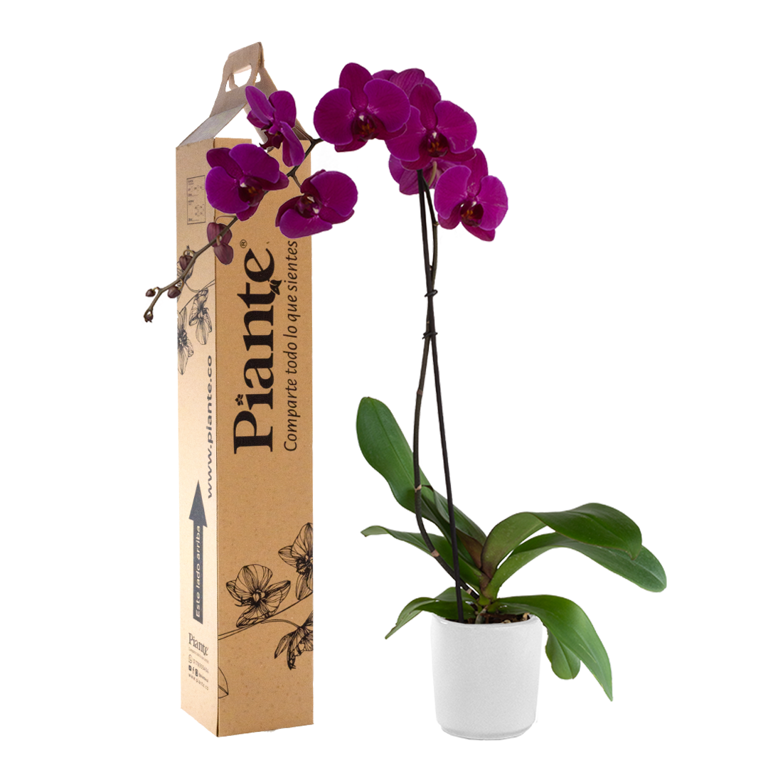 Orquídea Grandi premium MORADO Stellenbosch en matera cerámica
