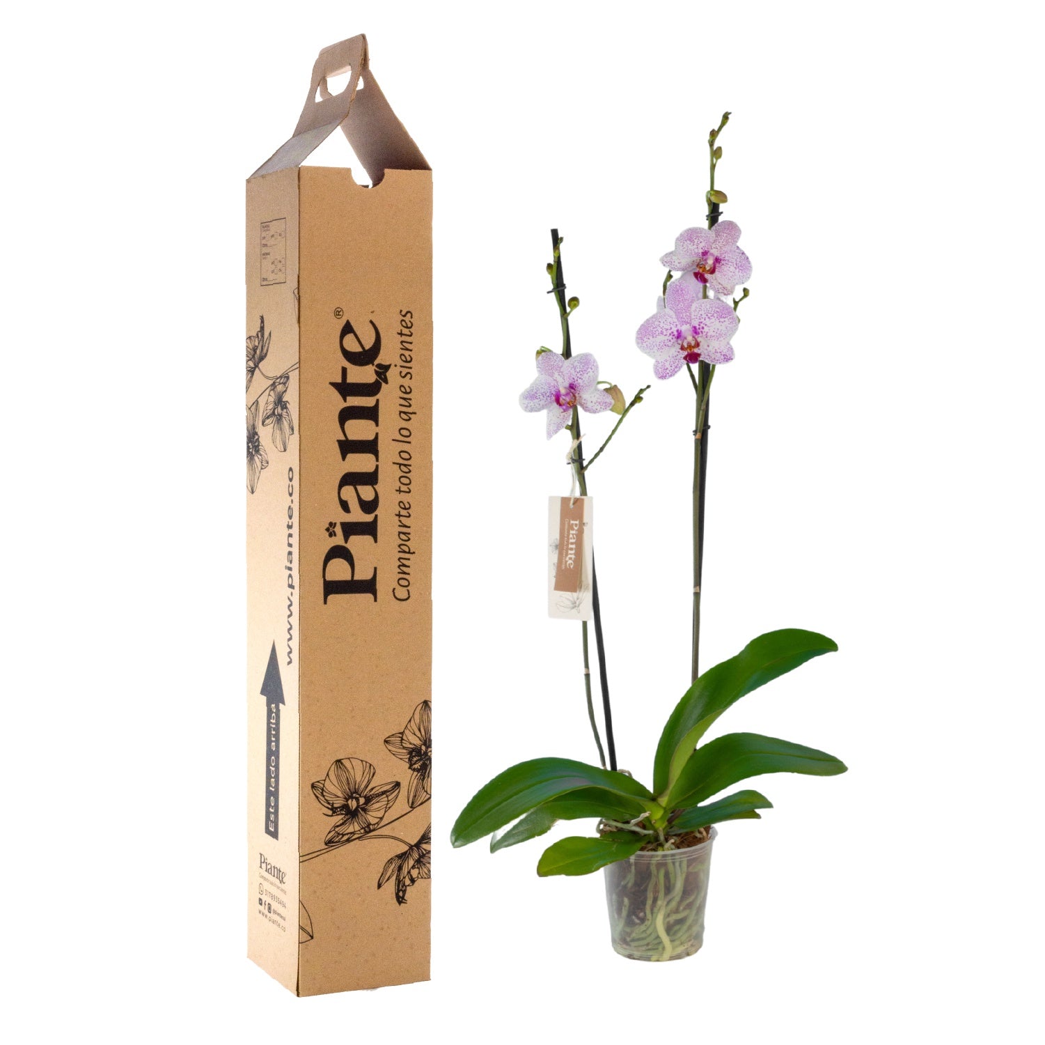 Orquídea Grandi supreme ROSADO Goteborg