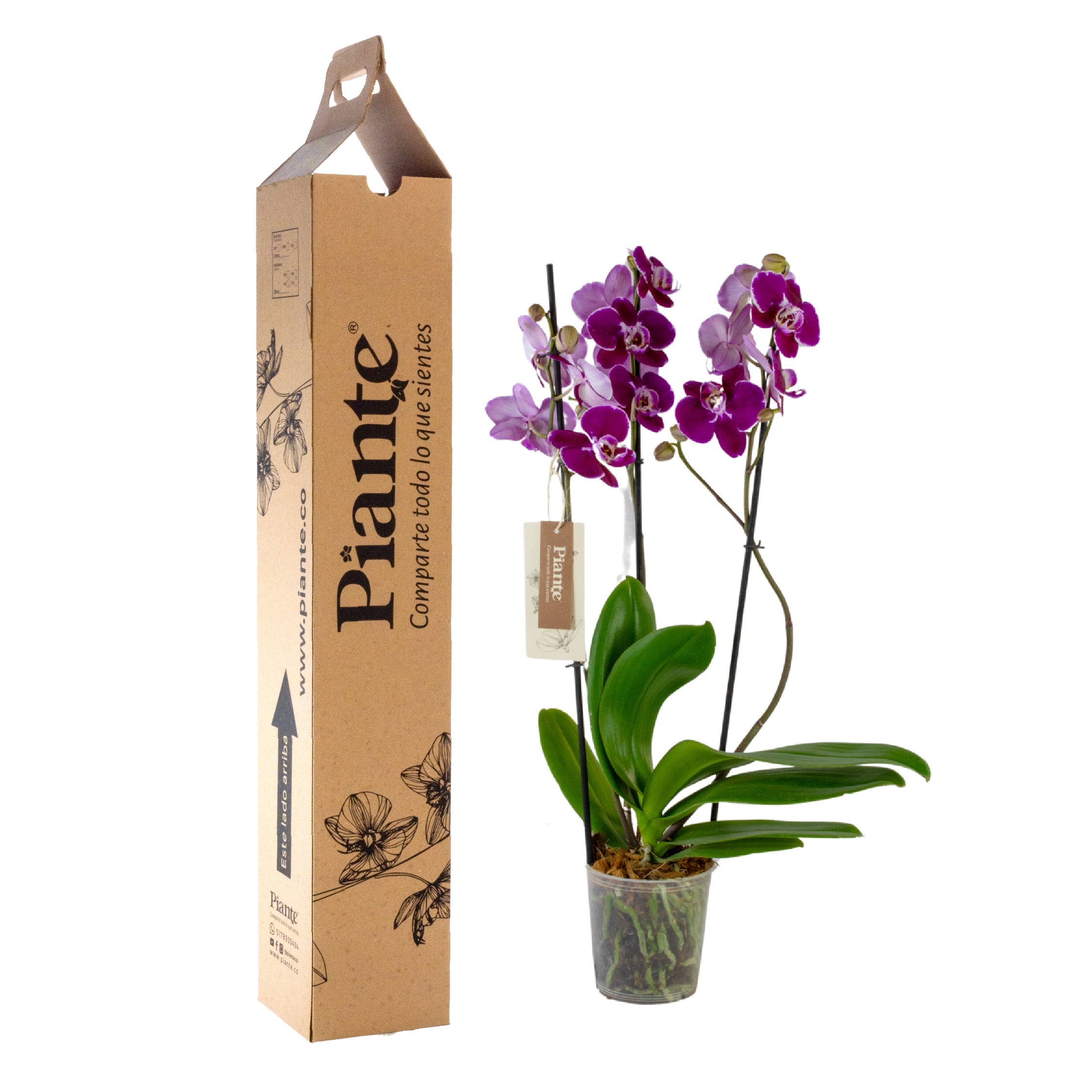 Orquídea Grandi elite MORADO Colmar