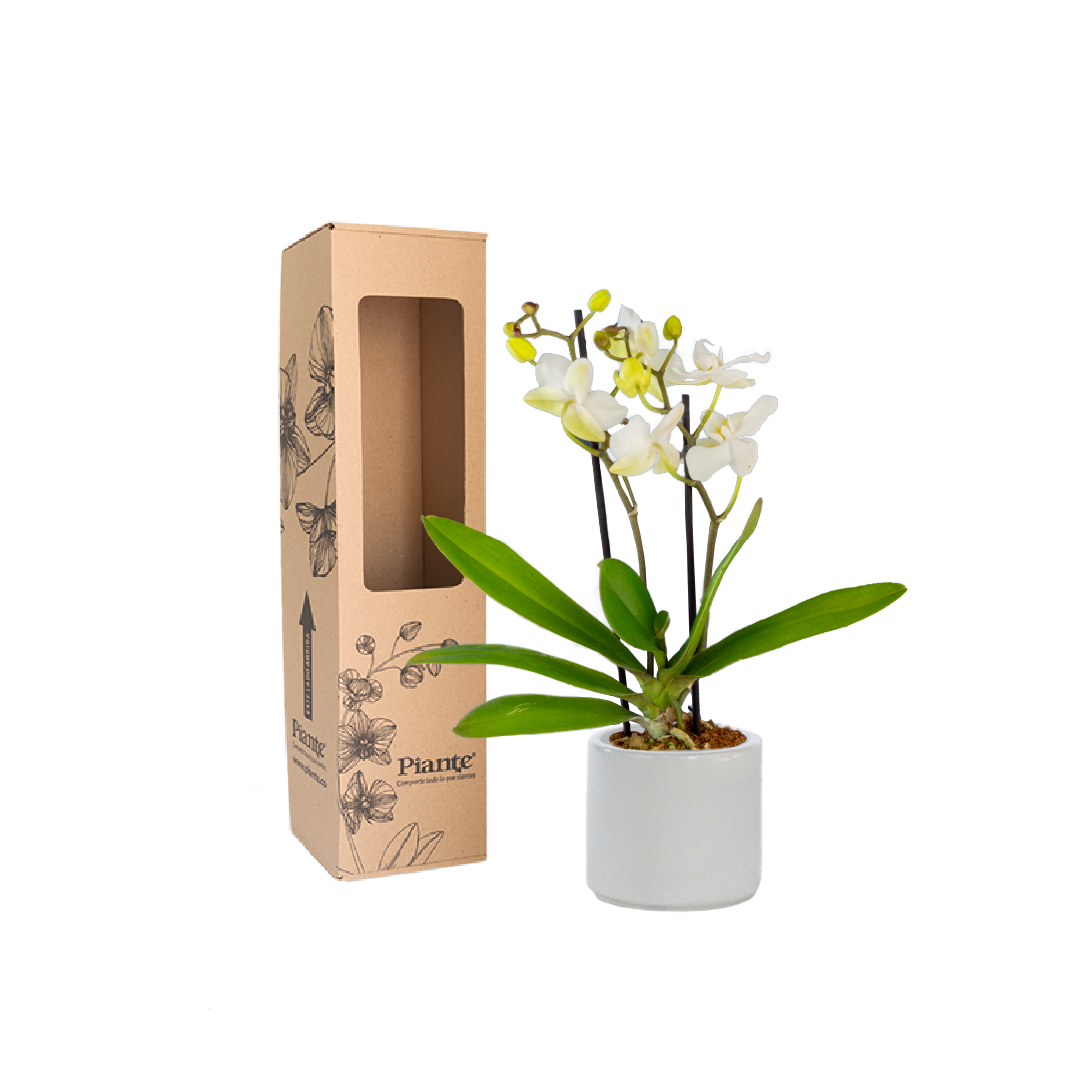 Orquídea Mini SUPREME BLANCO Zurich en matera cerámica
