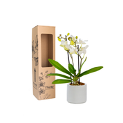 Orquídea Mini Supreme Blanco Zurich en matera cerámica